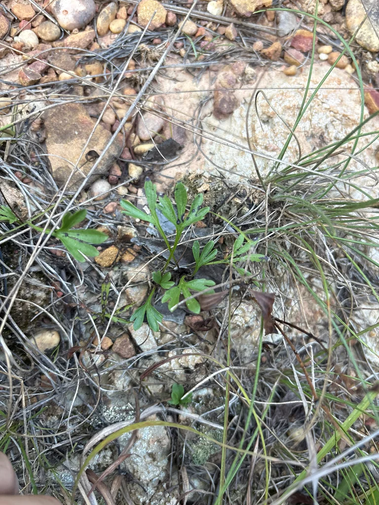 Viola Pedata