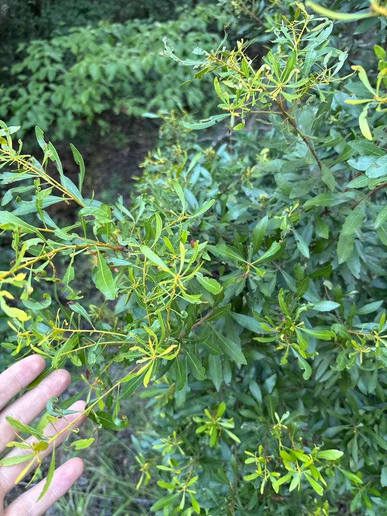 Morella Cerifera