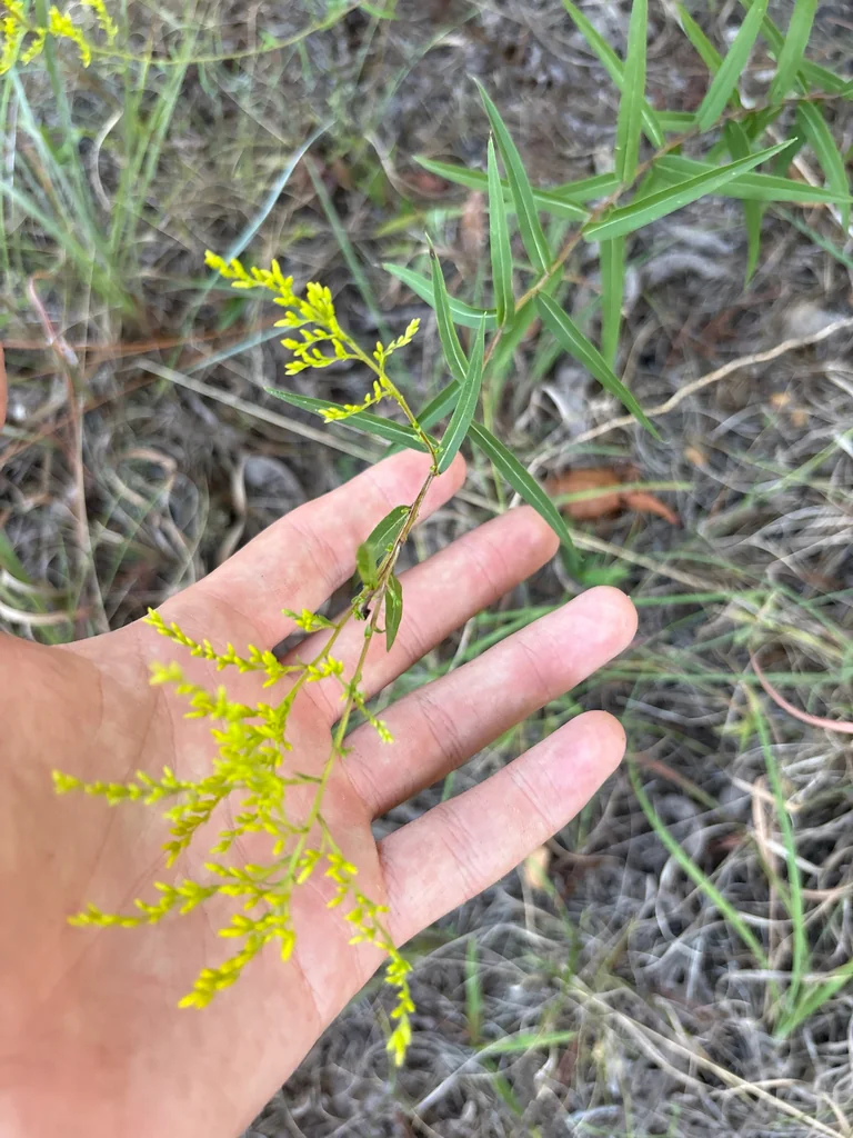Solidago Odora
