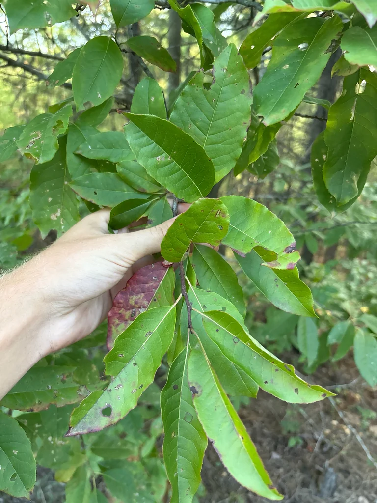 Oxydendrum Arboreum