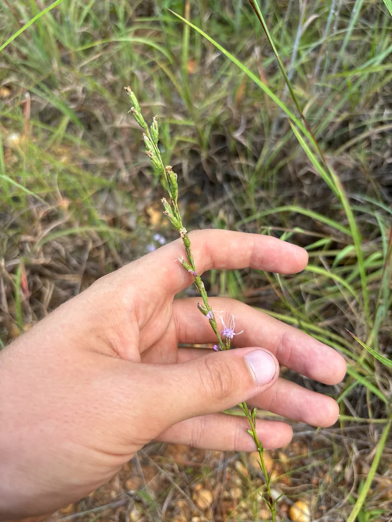 Liatris Microcephala