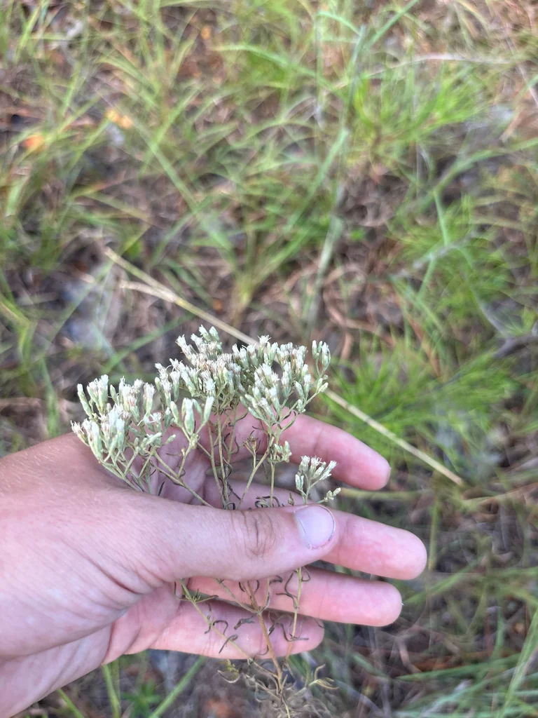 Eupatorium Hyssopifolium