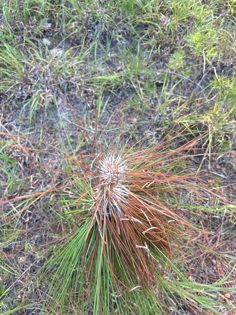 Pinus Palustris