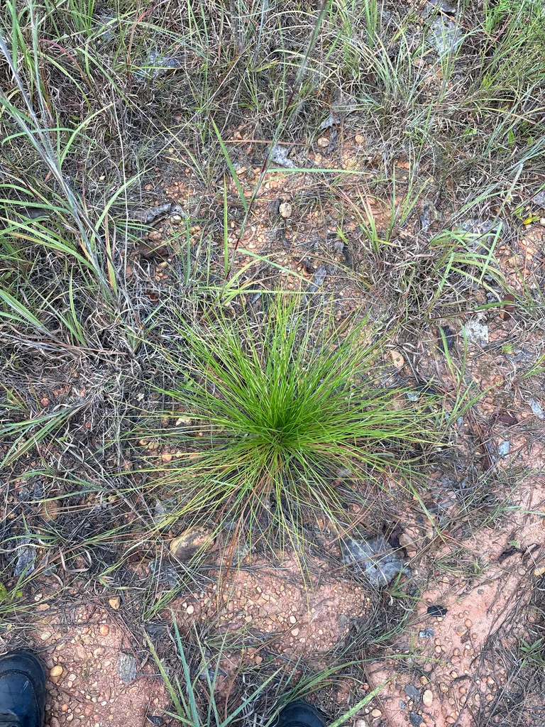 Pinus Palustris