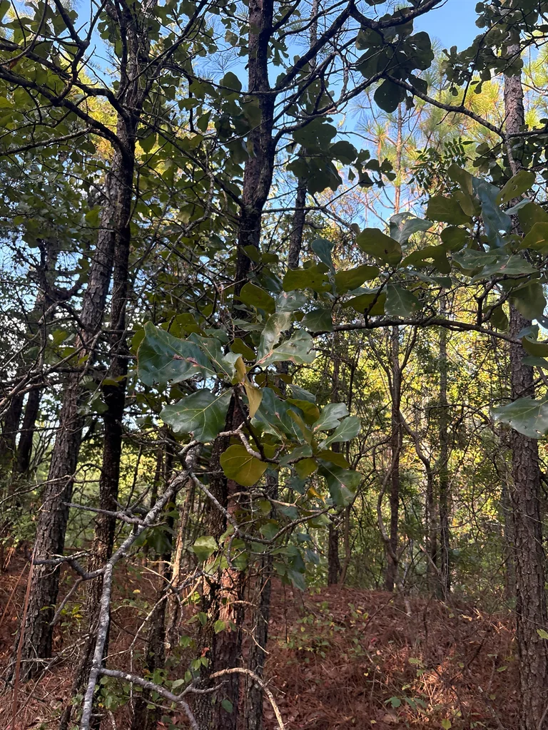 Quercus Marilandica