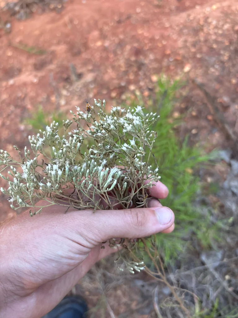 Eupatorium Hyssopifolium