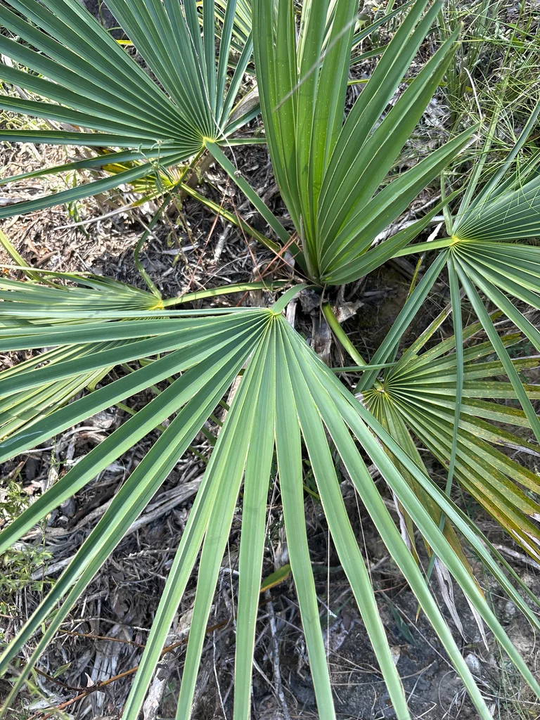 Sabal Minor