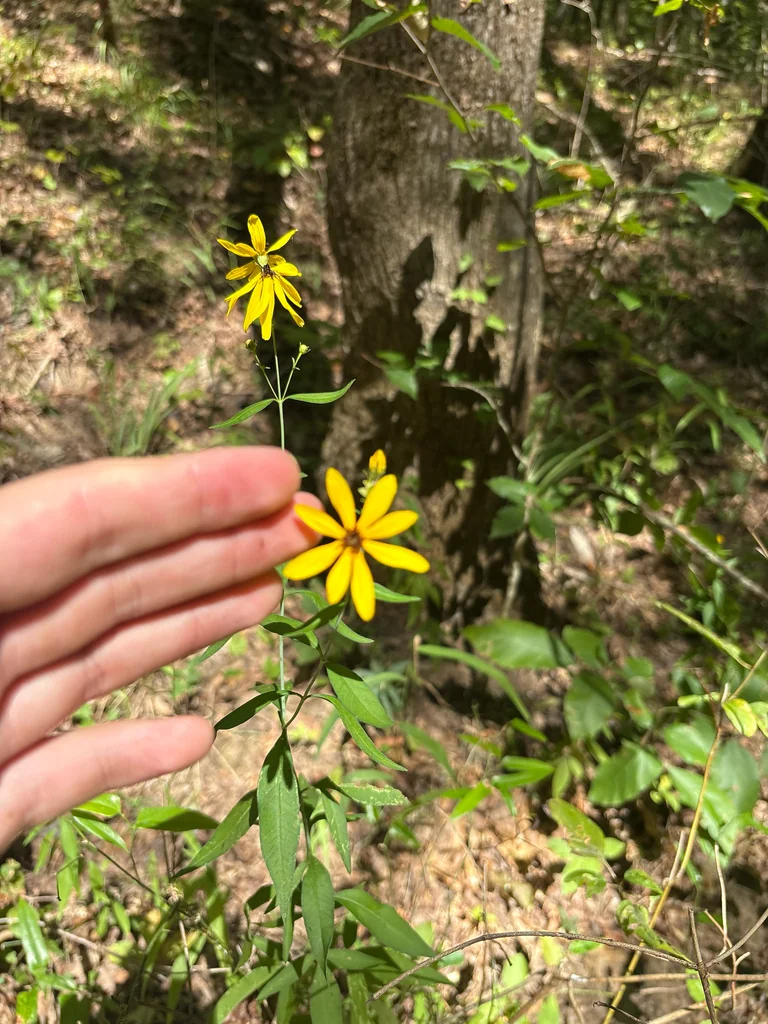Coreopsis Tripteris