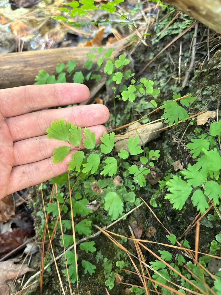 Adiantum Capillus-Veneris