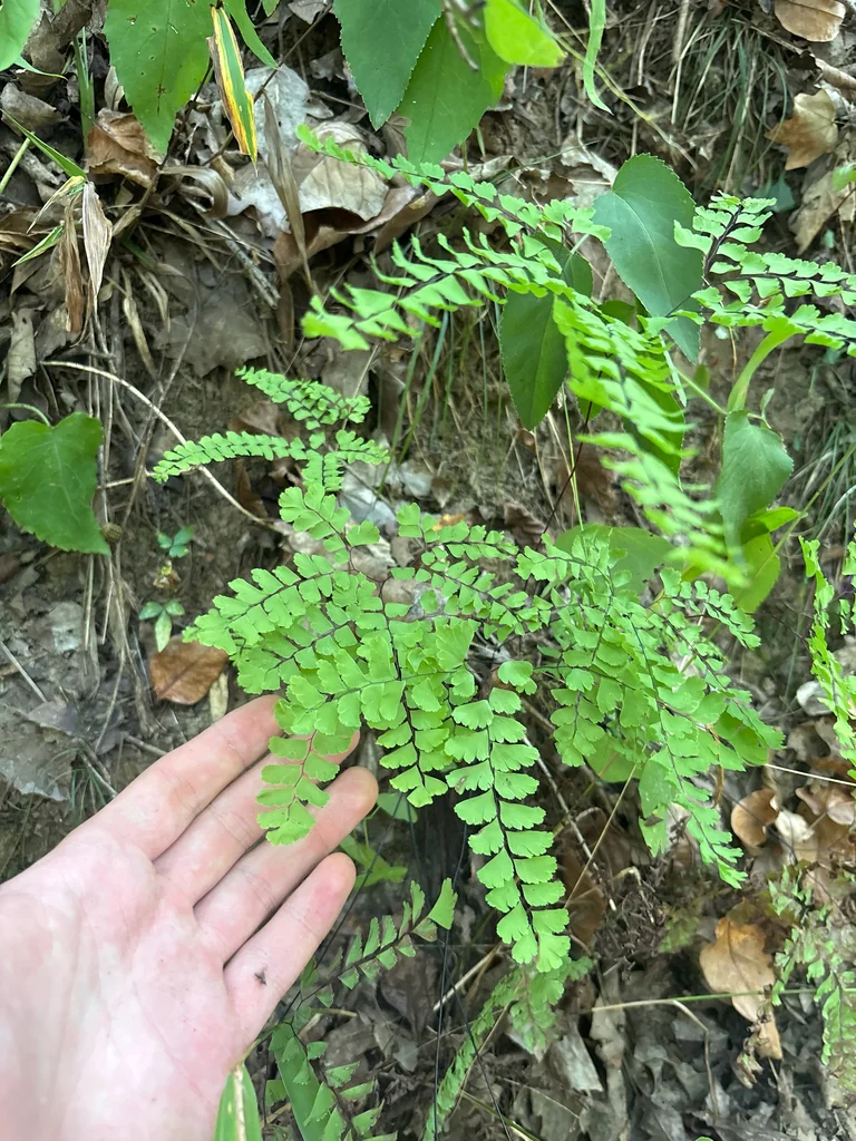 Adiantum Pedatum