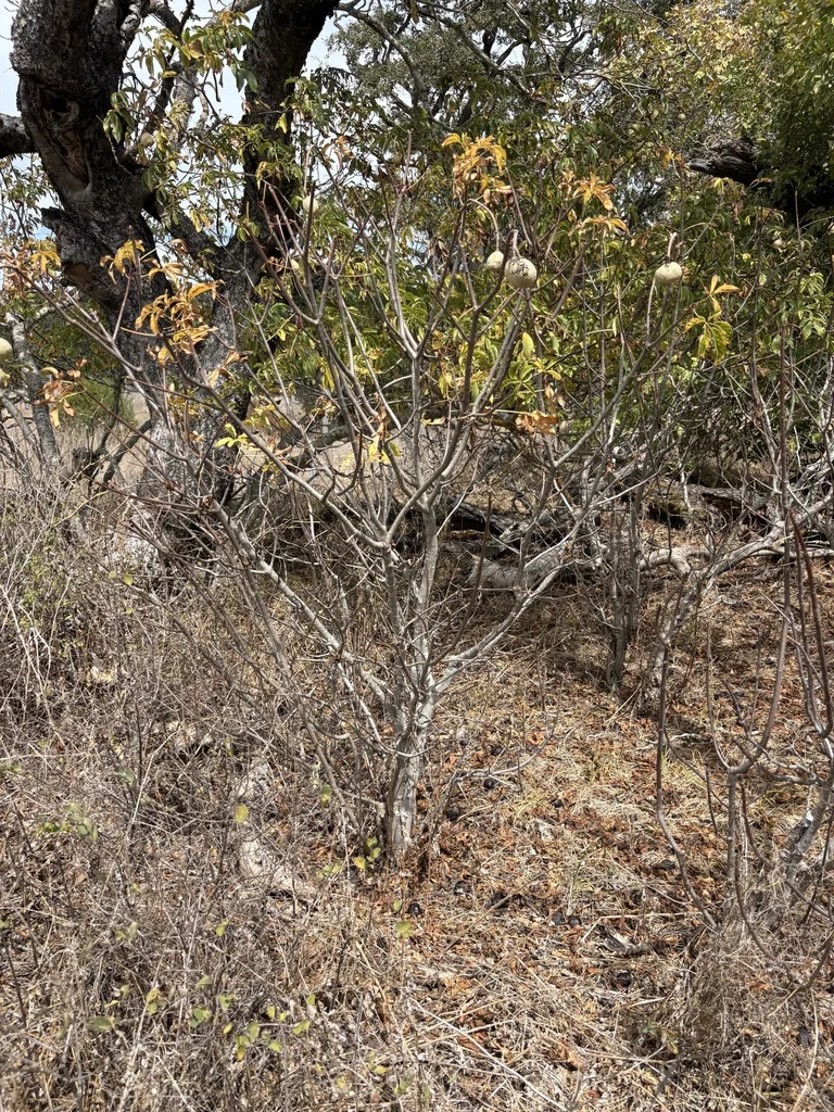 Aesculus Californica