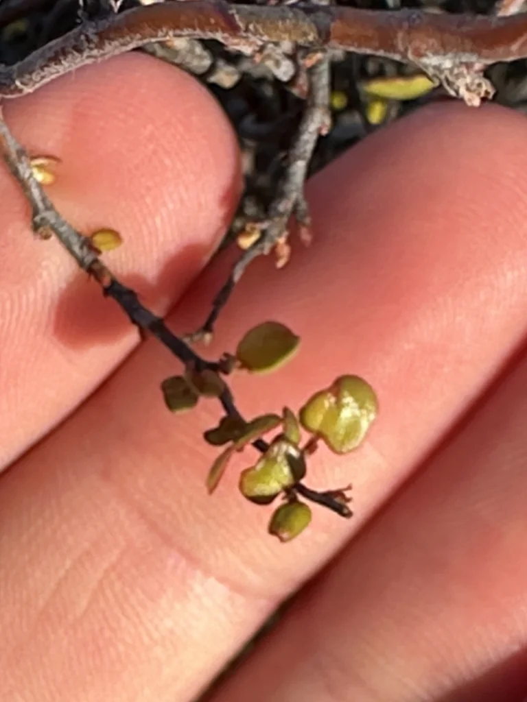 Muehlenbeckia complexa