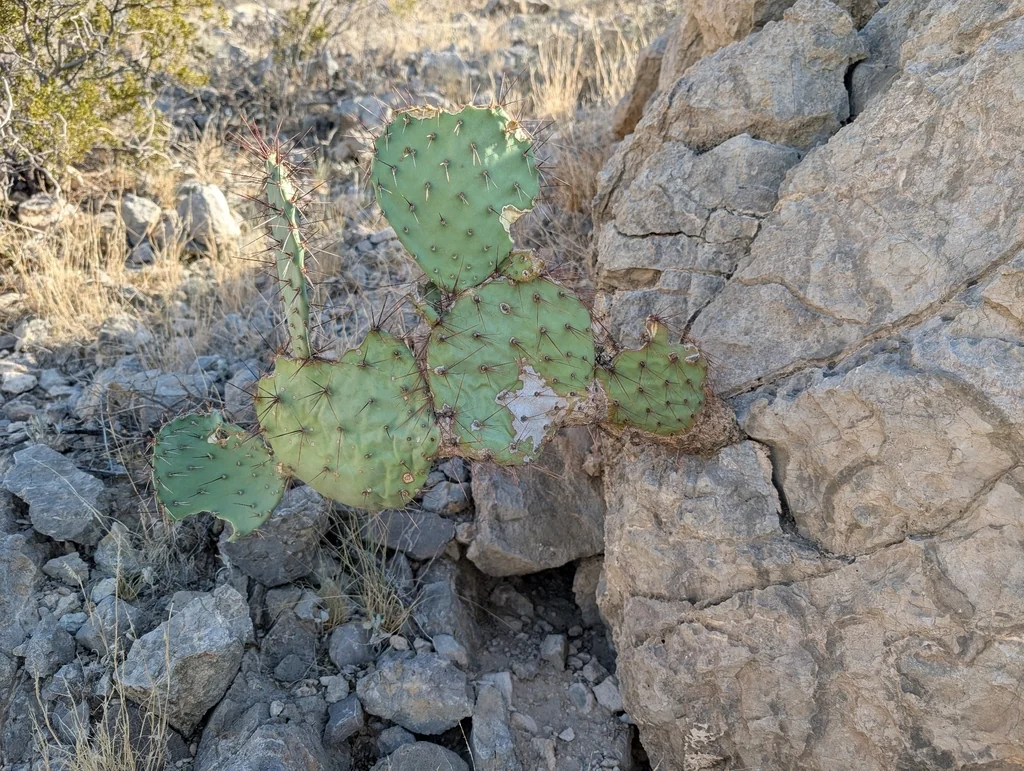 Opuntia Macrocentra