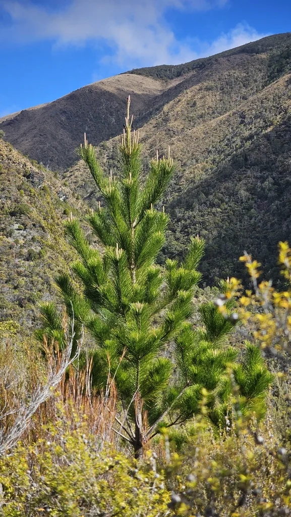 Pinus Radiata