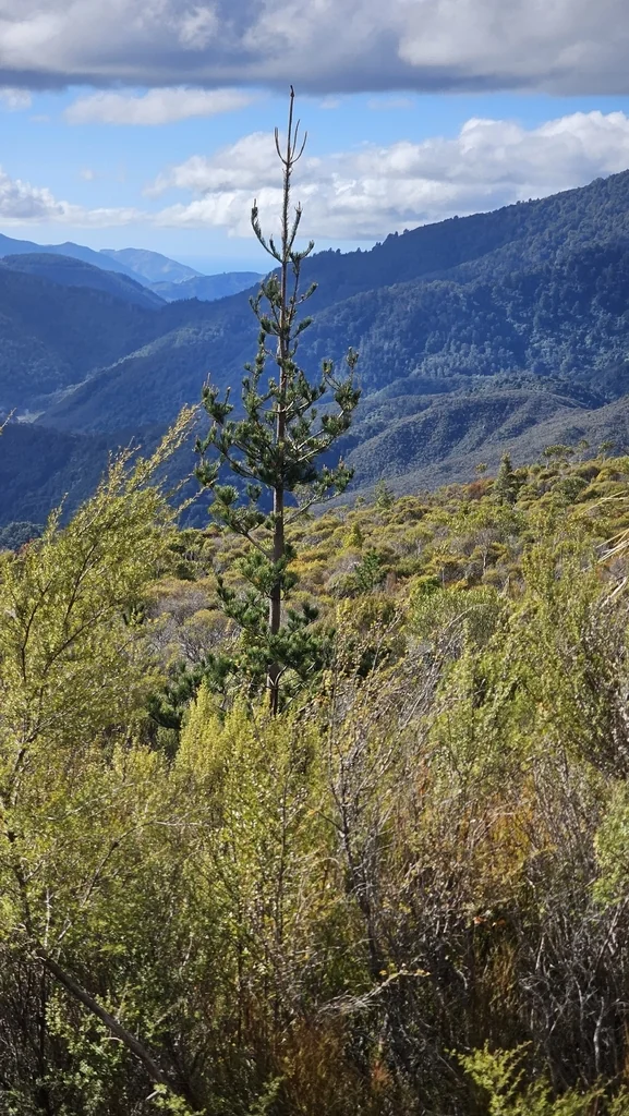 Pinus Radiata