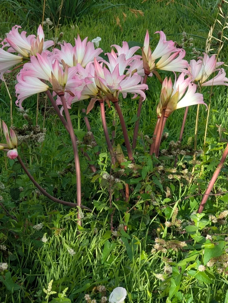 Amaryllis Belladonna