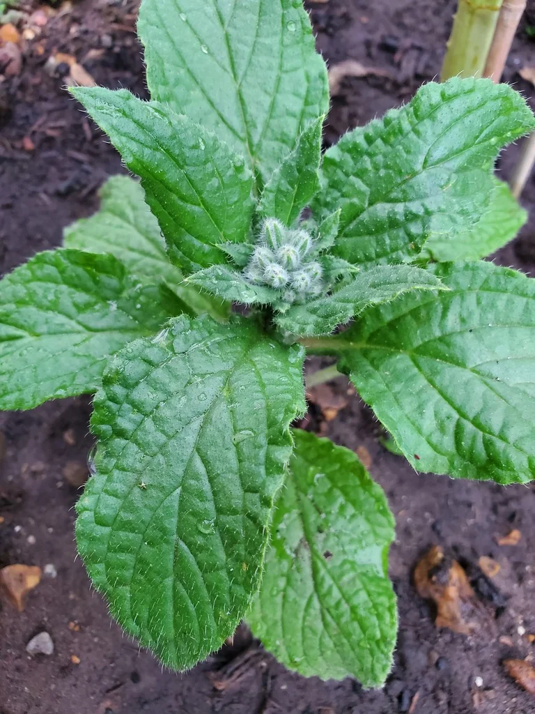 Borago Officinalis