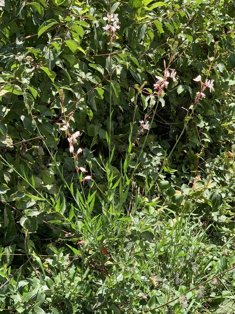 Oenothera lindheimeri