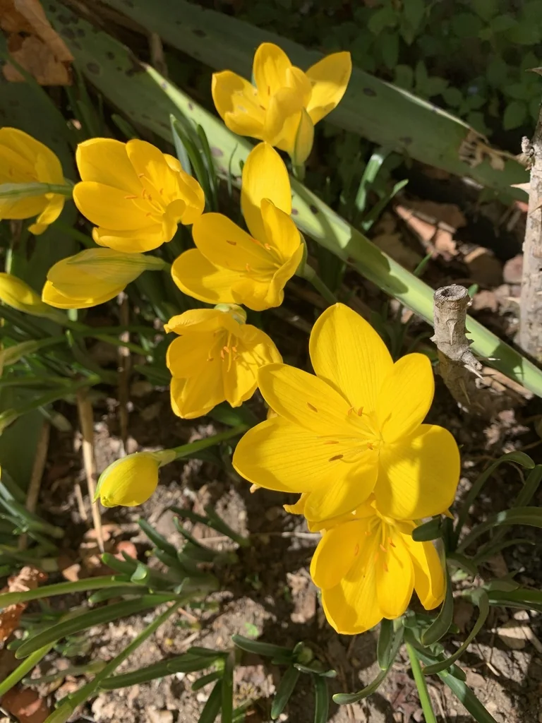 Sternbergia lutea