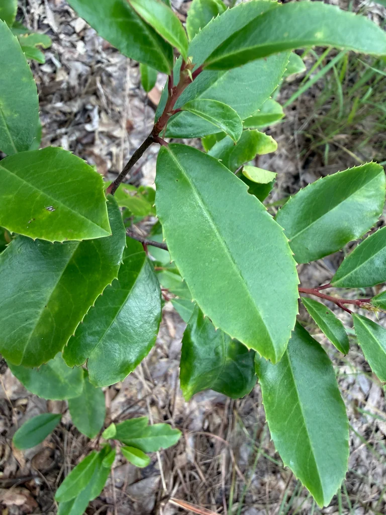 Prunus Caroliniana