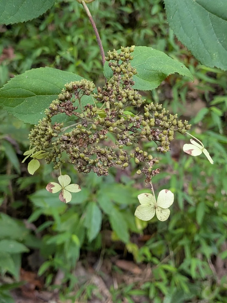 Hydrangea arborescens