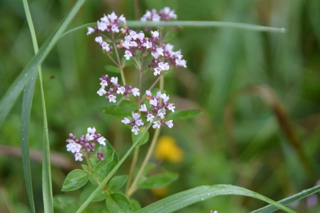 Origanum Vulgare