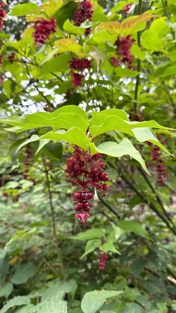 Leycesteria formosa