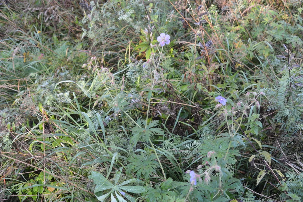 Geranium pratense