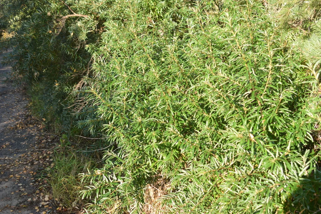 Hippophae Rhamnoides