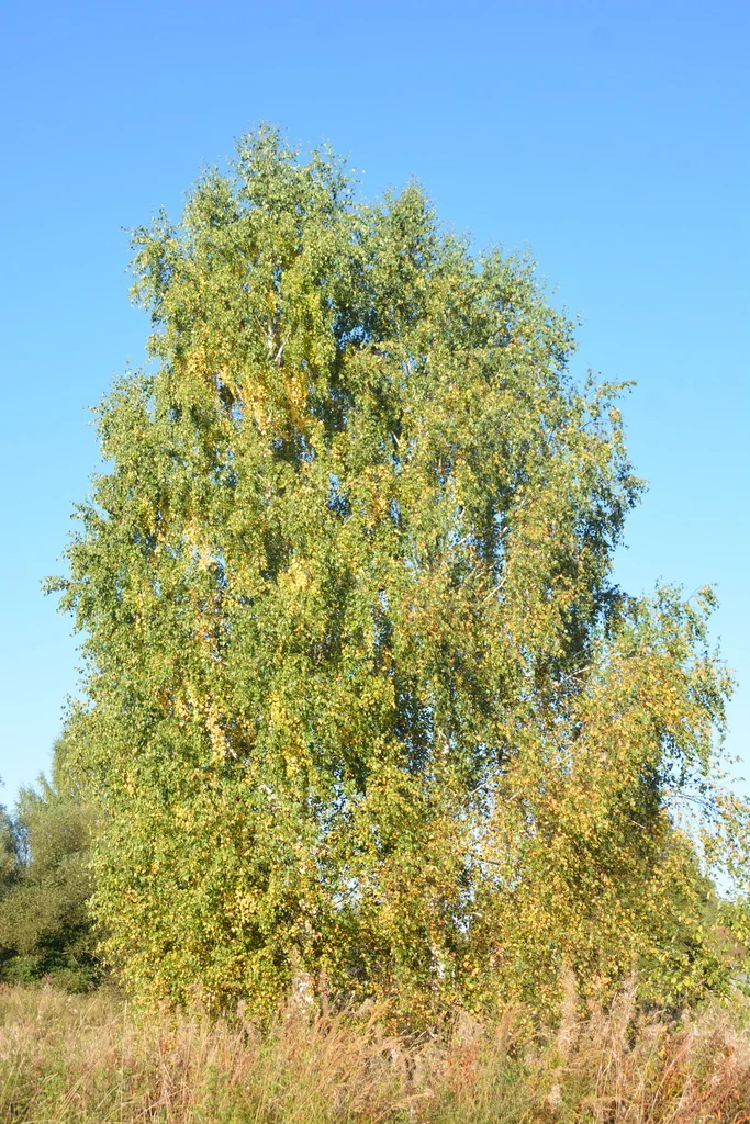 Betula Pendula