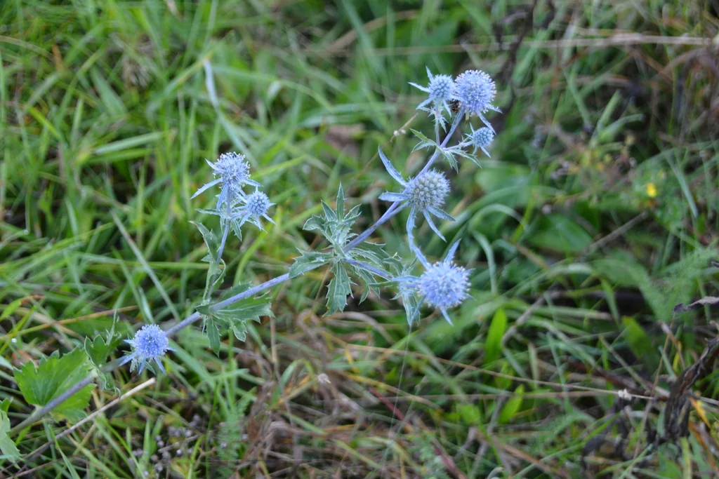 Eryngium Planum