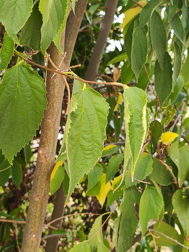Celtis Australis