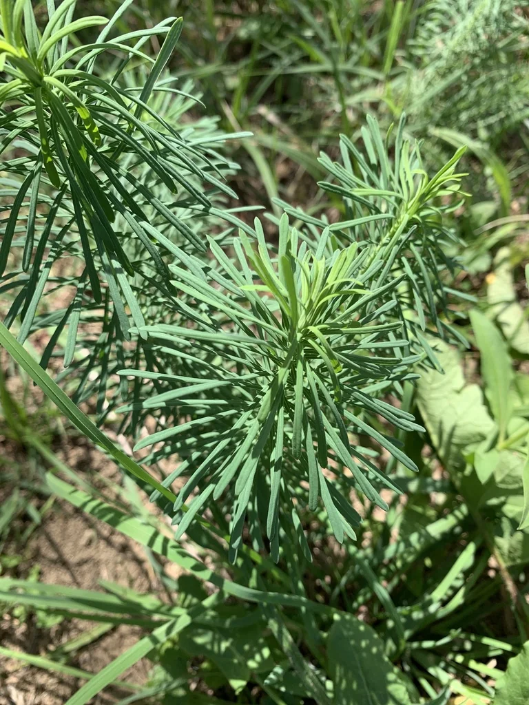 Euphorbia Cyparissias
