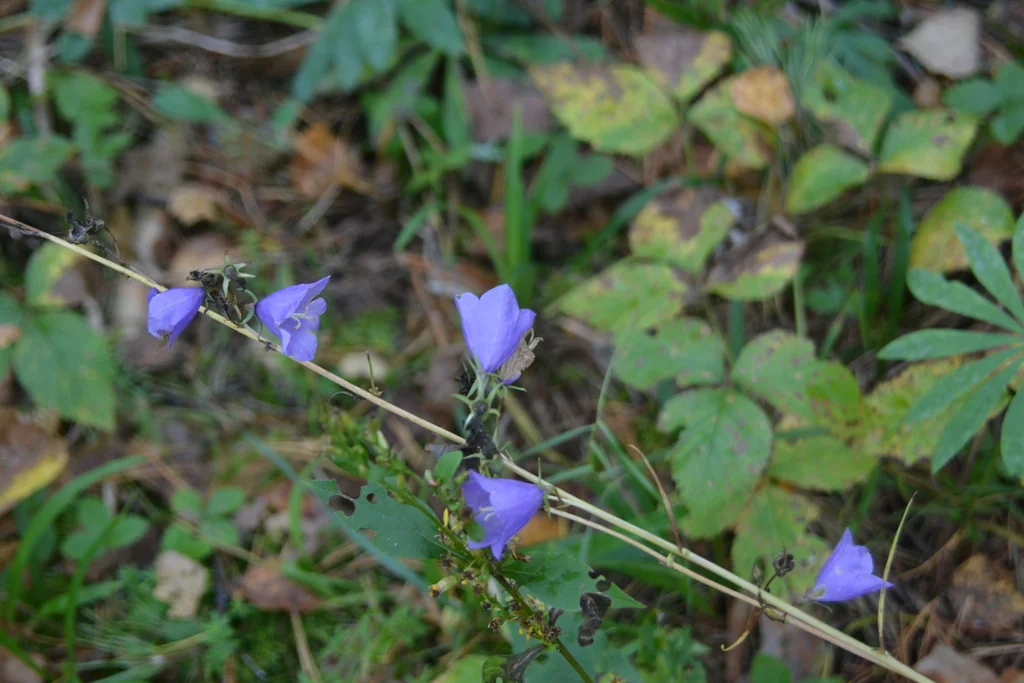 Campanula Persicifolia