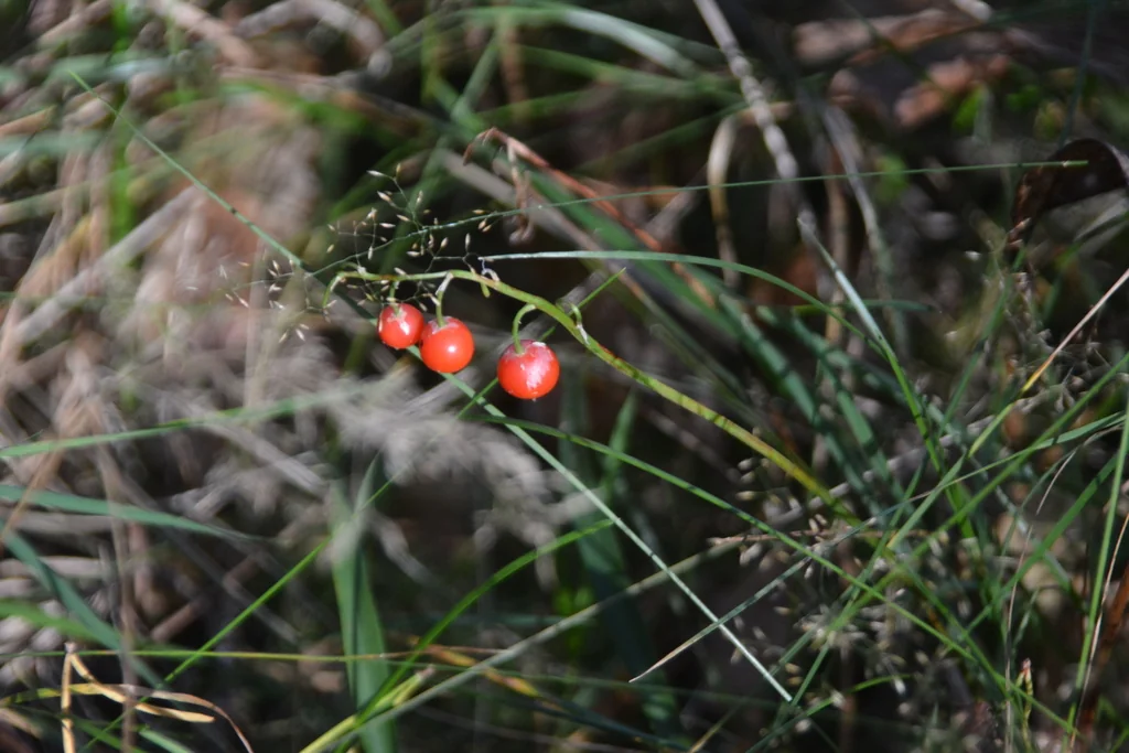 Convallaria Majalis