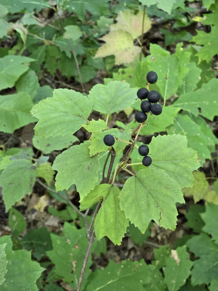 Viburnum Acerifolium