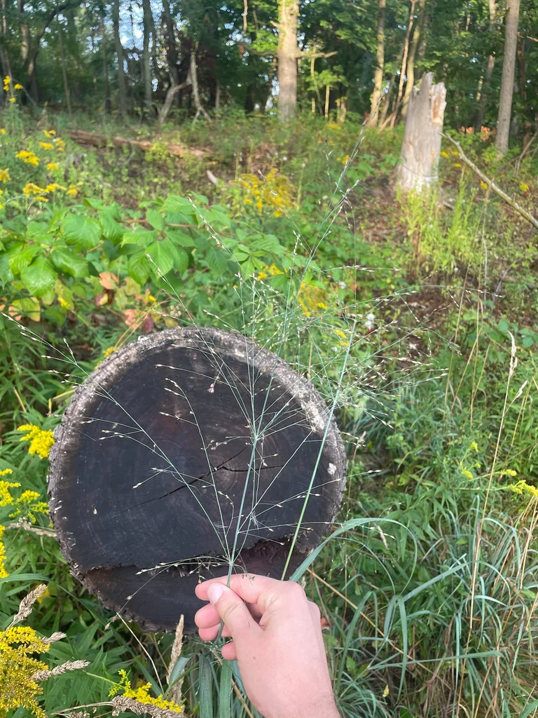 Panicum virgatum