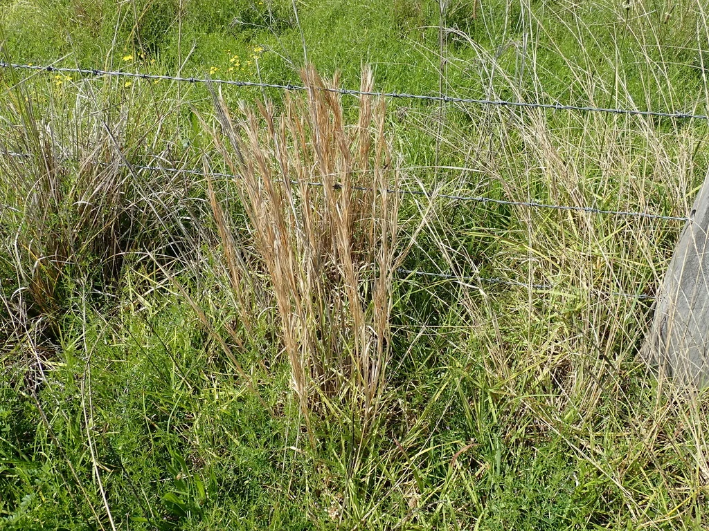 Andropogon Virginicus