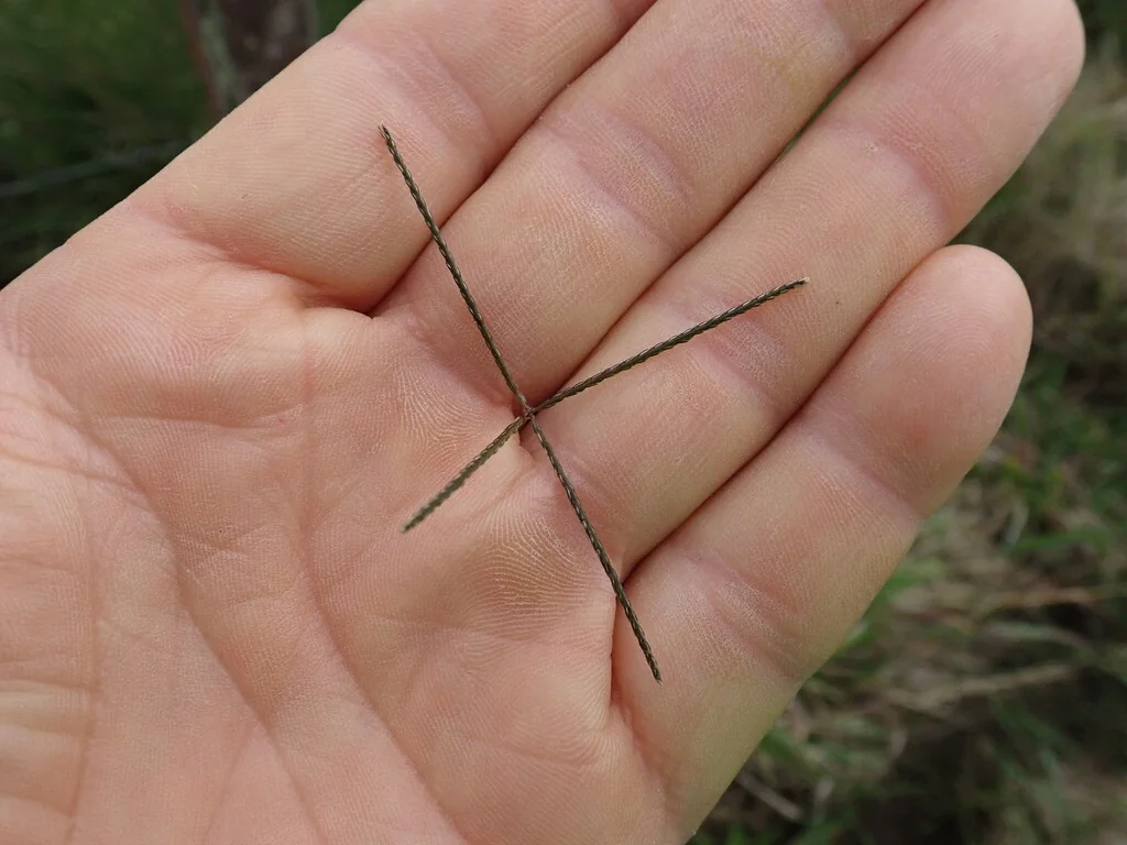 Cynodon Dactylon