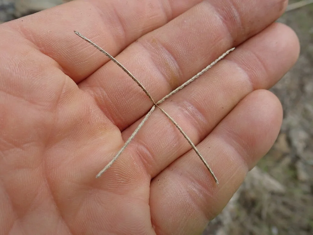 Cynodon Dactylon