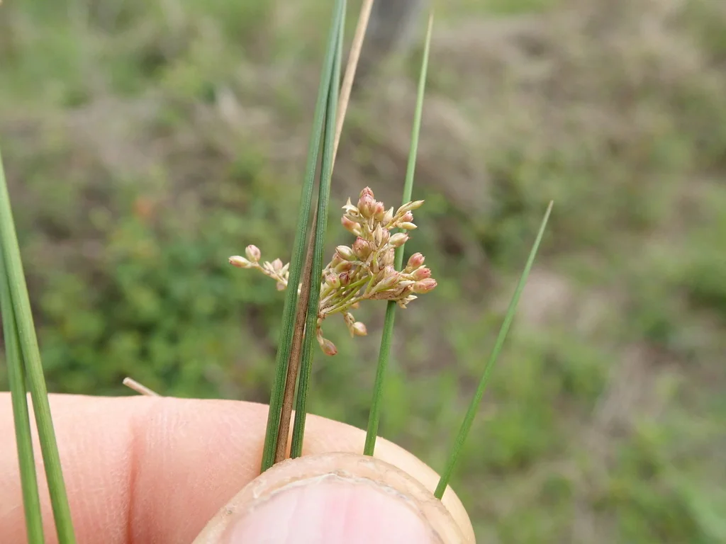 Juncus effusus