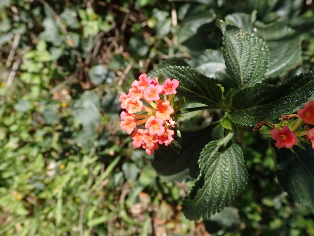 Lantana camara