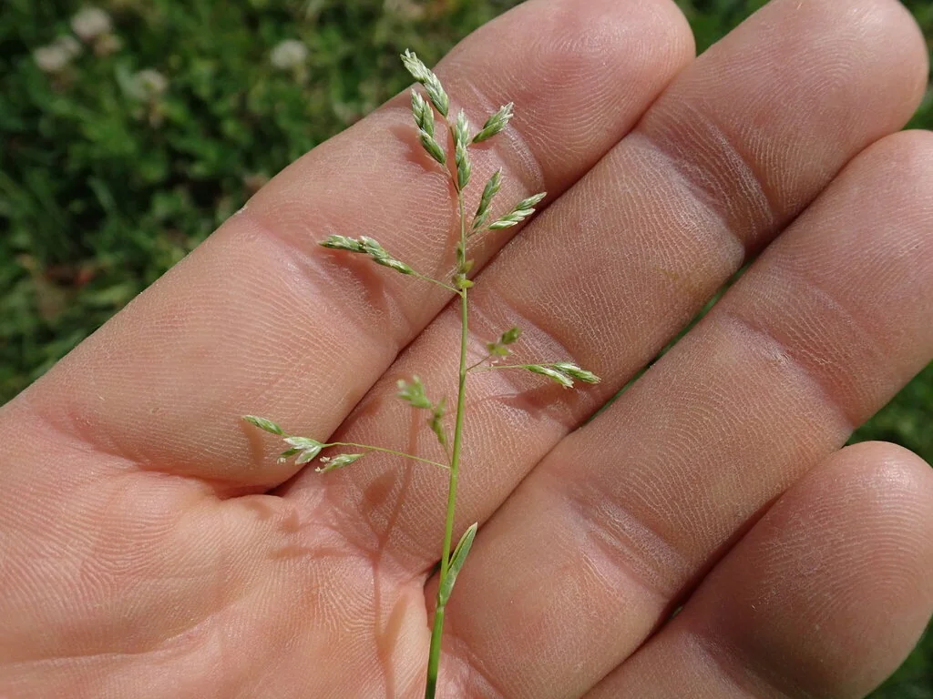 Poa Annua