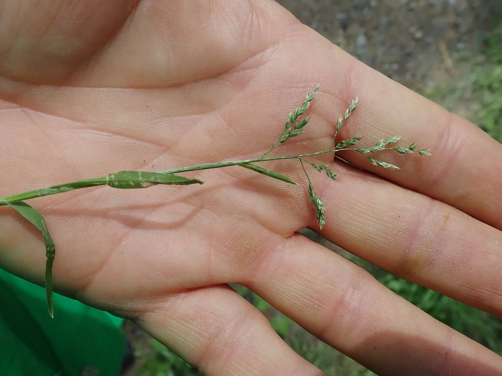 Poa Annua