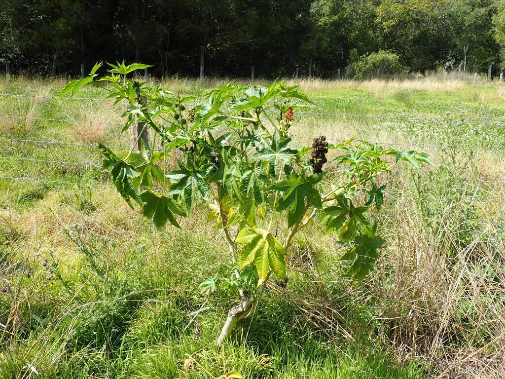 Ricinus Communis