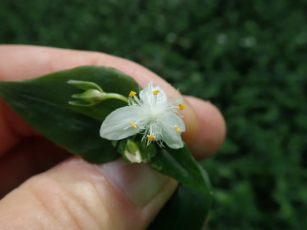 Tradescantia fluminensis