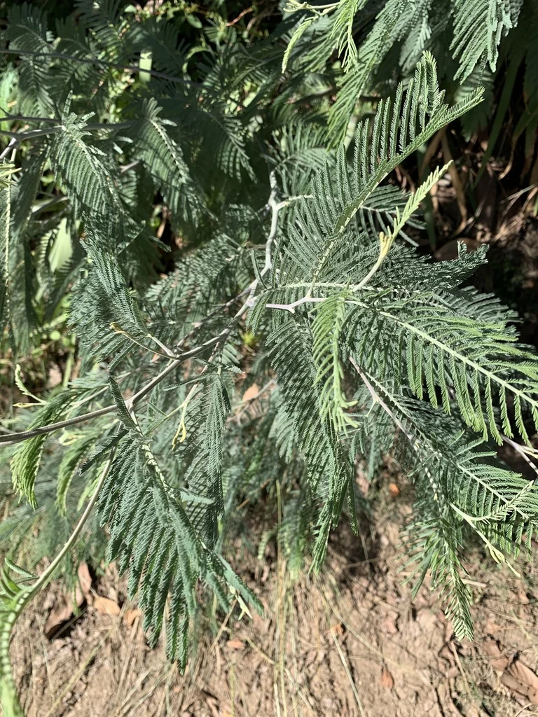 Acacia Dealbata