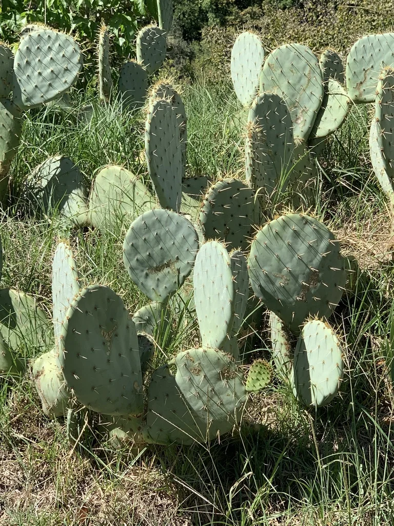 Opuntia Engelmannii