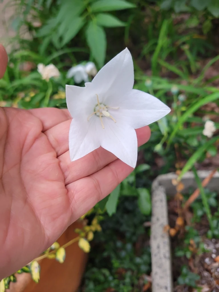 Platycodon Grandiflorus