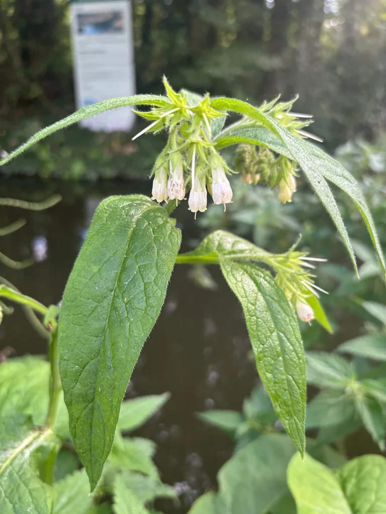 Symphytum Officinale
